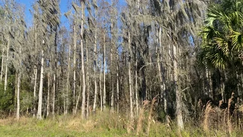 Small Forest in Florida Winter Video stock 179099218