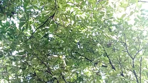 Small forest Stock Footage 221613103