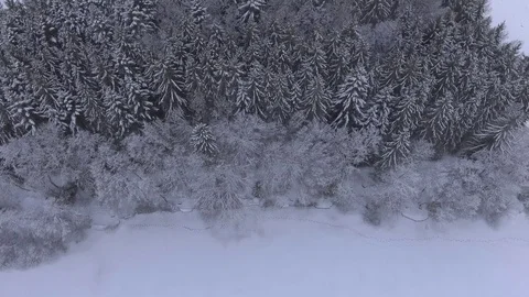 Small forest of idyllic spruces covered with fresh snow in the winter evening 4K Stock Footage 73186332