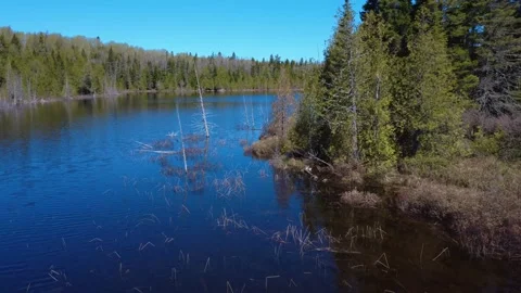A small forest lake with a few dead trees submerged among the reeds. Stock Footage 311783898