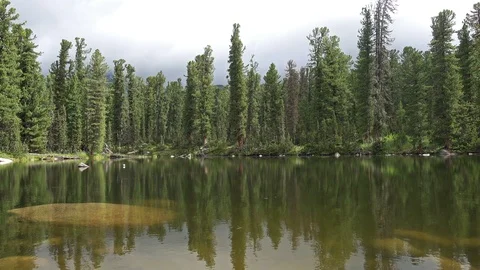 Small Forest Lake 스톡 동영상 95819191