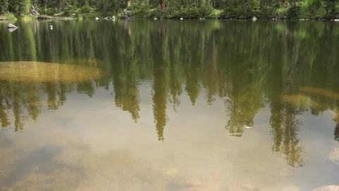 Small Forest Lake 스톡 동영상 97002390