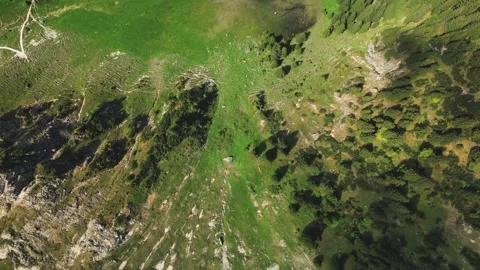 A small forest lake Video stock 246712768