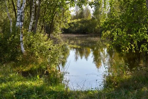 Small forest lake Stock Photos