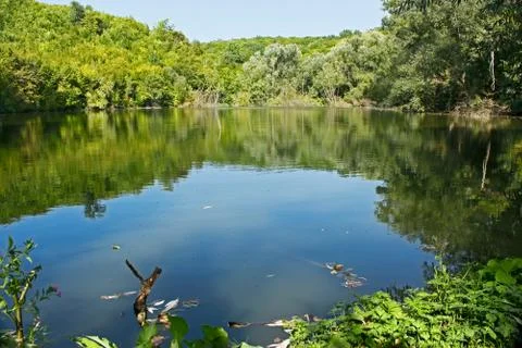 Small forest lake in summertime Stock Photos
