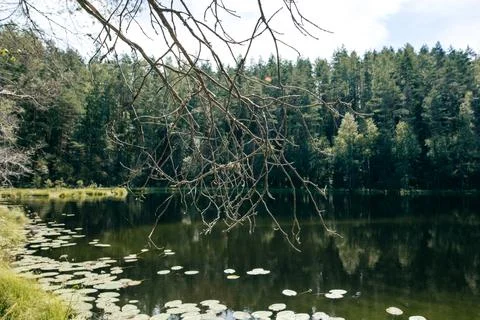 Small forest lake surrounded by trees Stock Photos