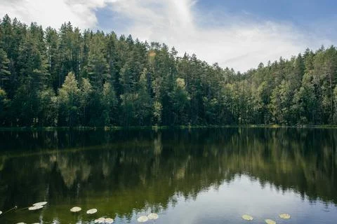Small forest lake surrounded by trees Stock Photos