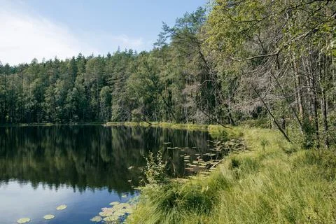 Small forest lake surrounded by trees Stock Photos