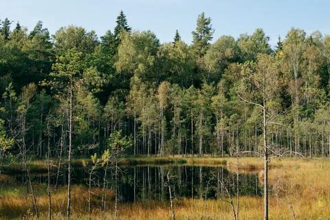 Small forest lake surrounded by trees Stock Photos