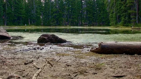 Small forest lake wide Hidden Swamp Oregon Cascades Oval Lake Mt. Hood National Stock Footage 81874652