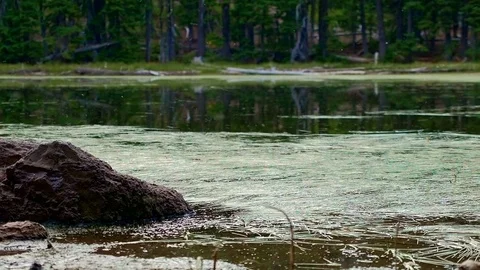 Small forest lake wide Hidden Swamp Oregon Cascades Oval Lake Mt. Hood National Stock-Footage 81874759