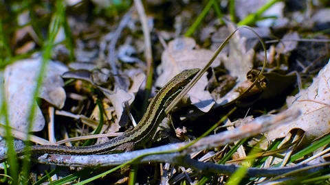 Small forest lizard hidden in fallen leaves and basking in the sun, FHD Stock Footage 111991226