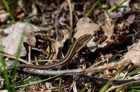 Small forest lizard hidden in fallen leaves and basking in the sun, close-up, Foto stock