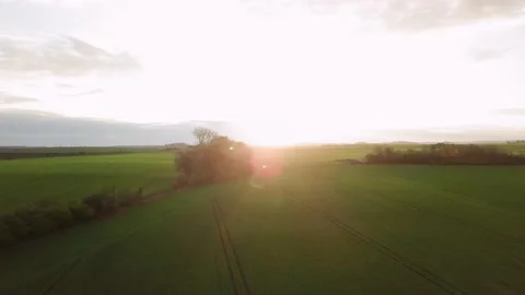 Small forest in the middle of grass fields during golden hour Stock Footage 229201108
