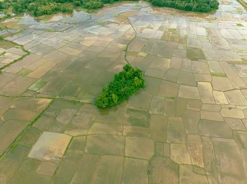 Small Forest in the Middle of Rice Fields Fotos Stock