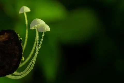 Small forest mushrooms, close-up image Stock Photos