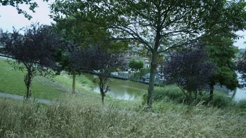 Small Forest Next To A House Video stock 247141938