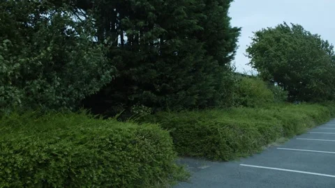 Small Forest Next To A Parking Lot Video stock 247141708