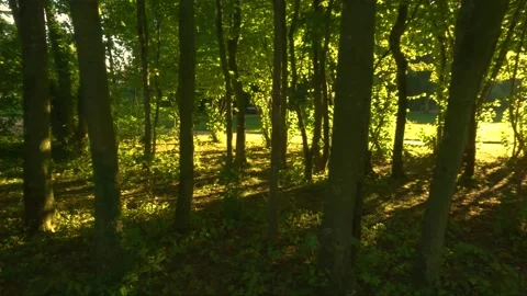 Small forest in the park, left moving with camera Stock Footage 249826483