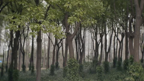Small forest in a park in Shanghai in winter Vídeos de archivo 166361485