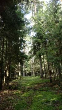 Small  Forest-Path in moose Stock Photos