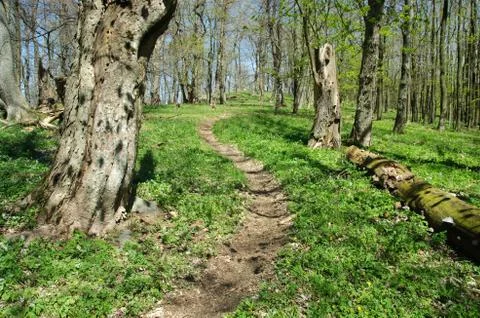 Small forest path in the woods Stock Photos