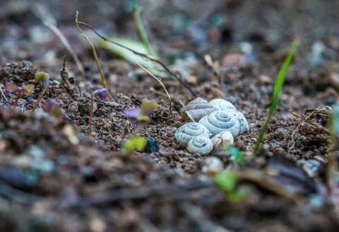 Small forest Stock Photos