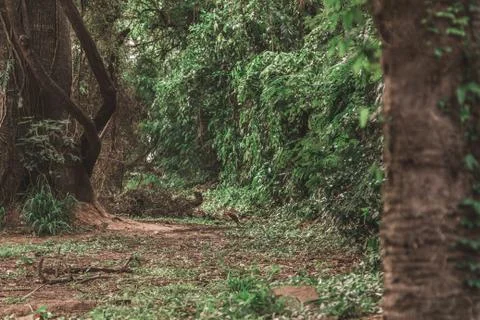 Small forest 스톡 사진