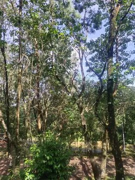 Small forest Stock Photos