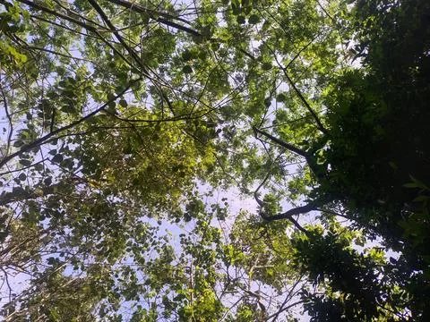 Small forest Stock Photos