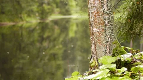 Small forest pond 스톡 동영상 8657231