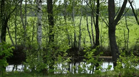 Small forest pond Stock Footage 11138126