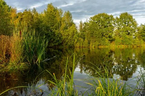 Small forest pond surrounded by thickets of trees in early autumn Stock Photos