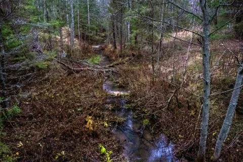 A small forest river among dense thickets of dense forest. Stock Photos