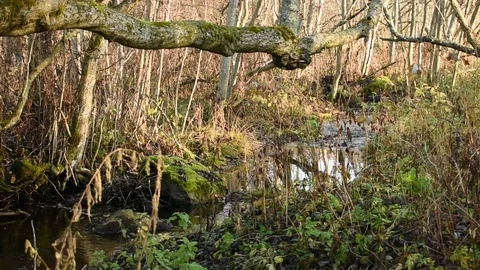 Small forest river among grass and trees Stock Footage 118432965