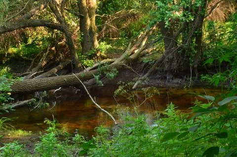 A small forest river and fallen, huge trees near it Stock Photos