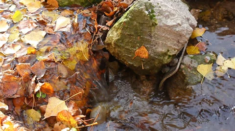 Small forest river in autumn Vídeos de archivo 34310127