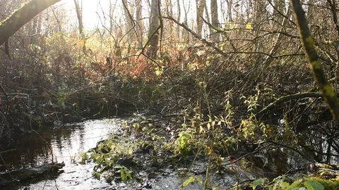 Small forest river, autumn Stock Footage 118432743