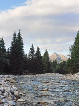Small forest river, coniferous trees and round stones on both sides, evening sun Foto stock