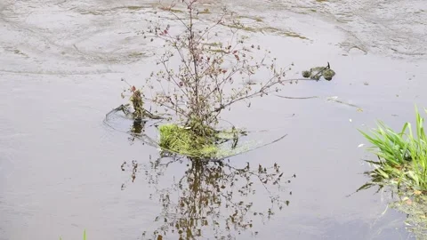 Small forest river. Dry branch Plant sticks out of water. Stock Footage 170591886