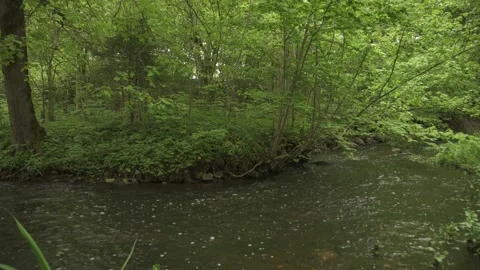 A small forest river in early summer morning Stock Footage 159980941