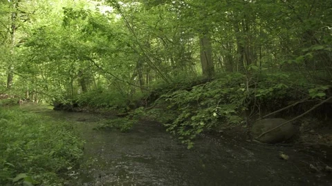 A small forest river in early summer morning Stock Footage 159981347