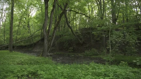 A small forest river in early summer morning Stock Footage 159981465