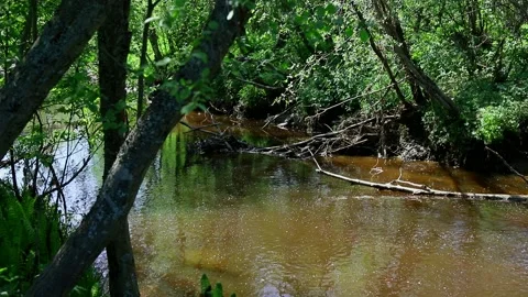 Small forest river flows in the middle of trees in green foliage in spring Stock Footage 154689218