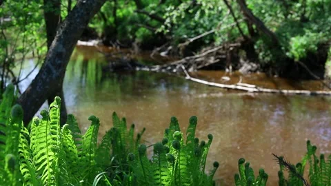 Small forest river flows in the middle of trees in green foliage in spring Stock Footage 154689723