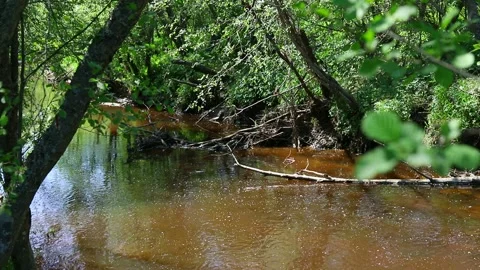 Small forest river flows in the middle of trees in green foliage in spring Stock Footage 154689736