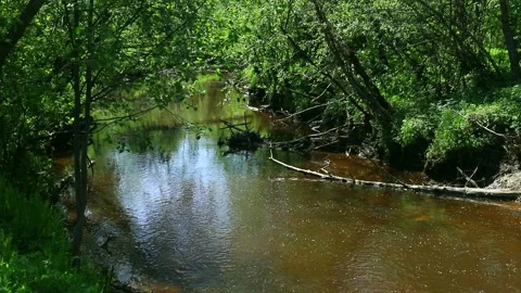 Small forest river flows in the middle of trees in green foliage in spring Stock Footage 154689812
