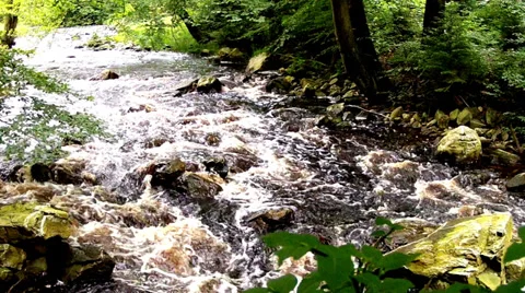 Small forest river. Stock Footage 34415568
