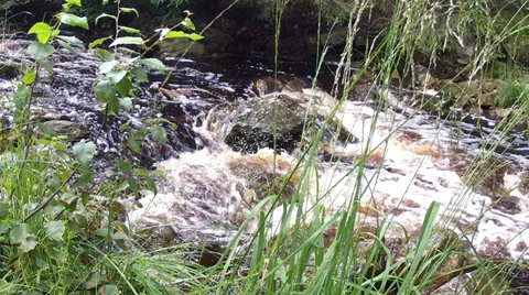 Small forest river. Stock Footage 34420135