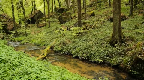 Small forest river Stock Footage 39383275
